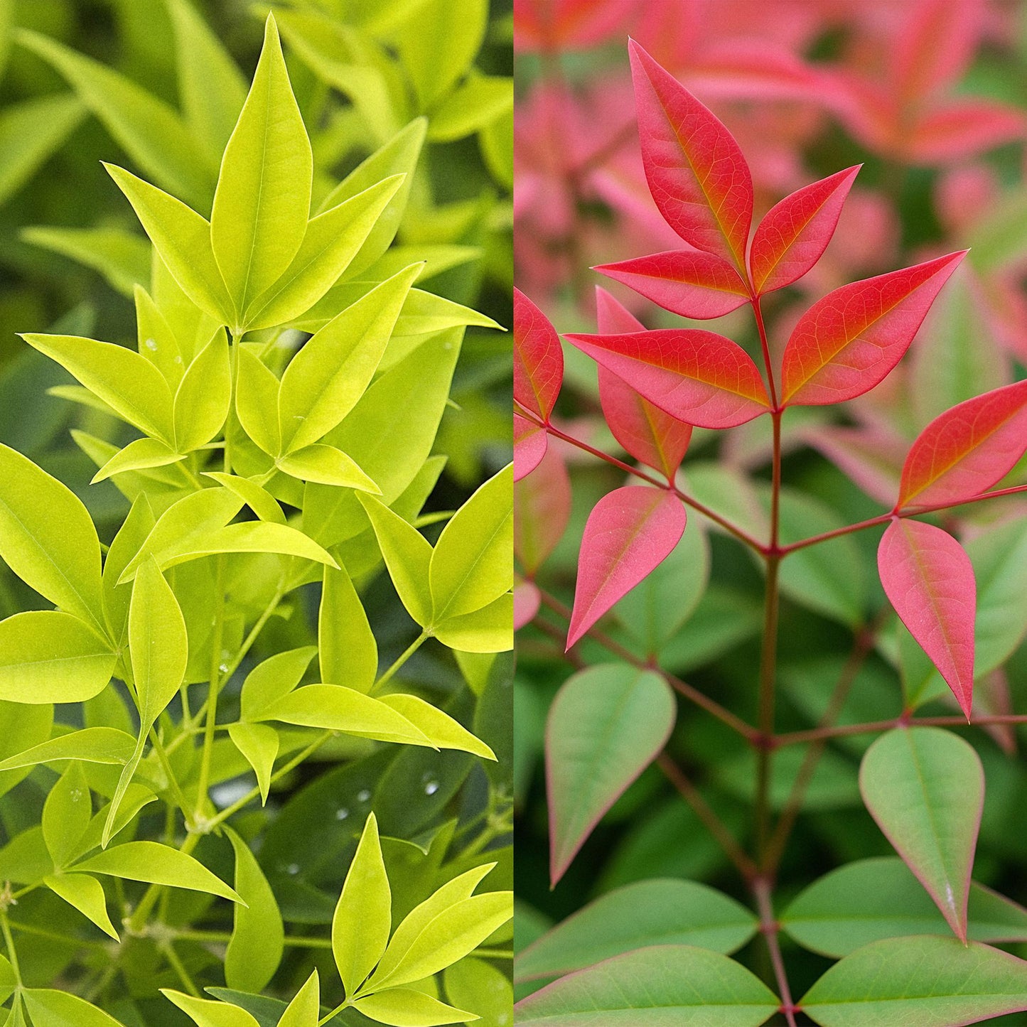 Tuinplant - Nandina Duo - 2 Planten - Weinig Onderhoud - Forestbloom