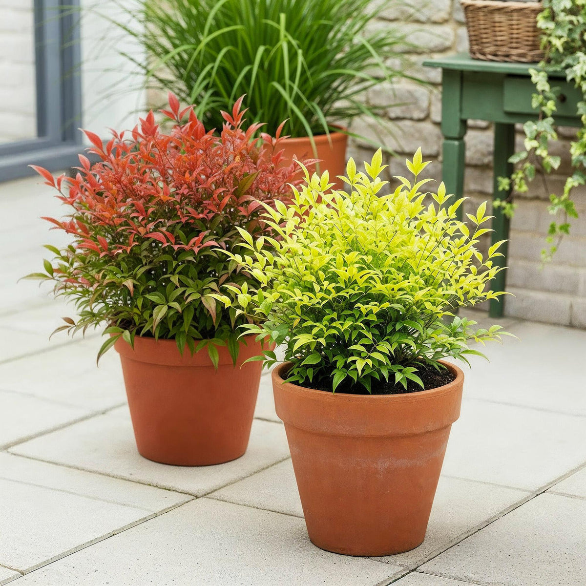 Tuinplant - Nandina Duo - 2 Planten - Weinig Onderhoud - Forestbloom