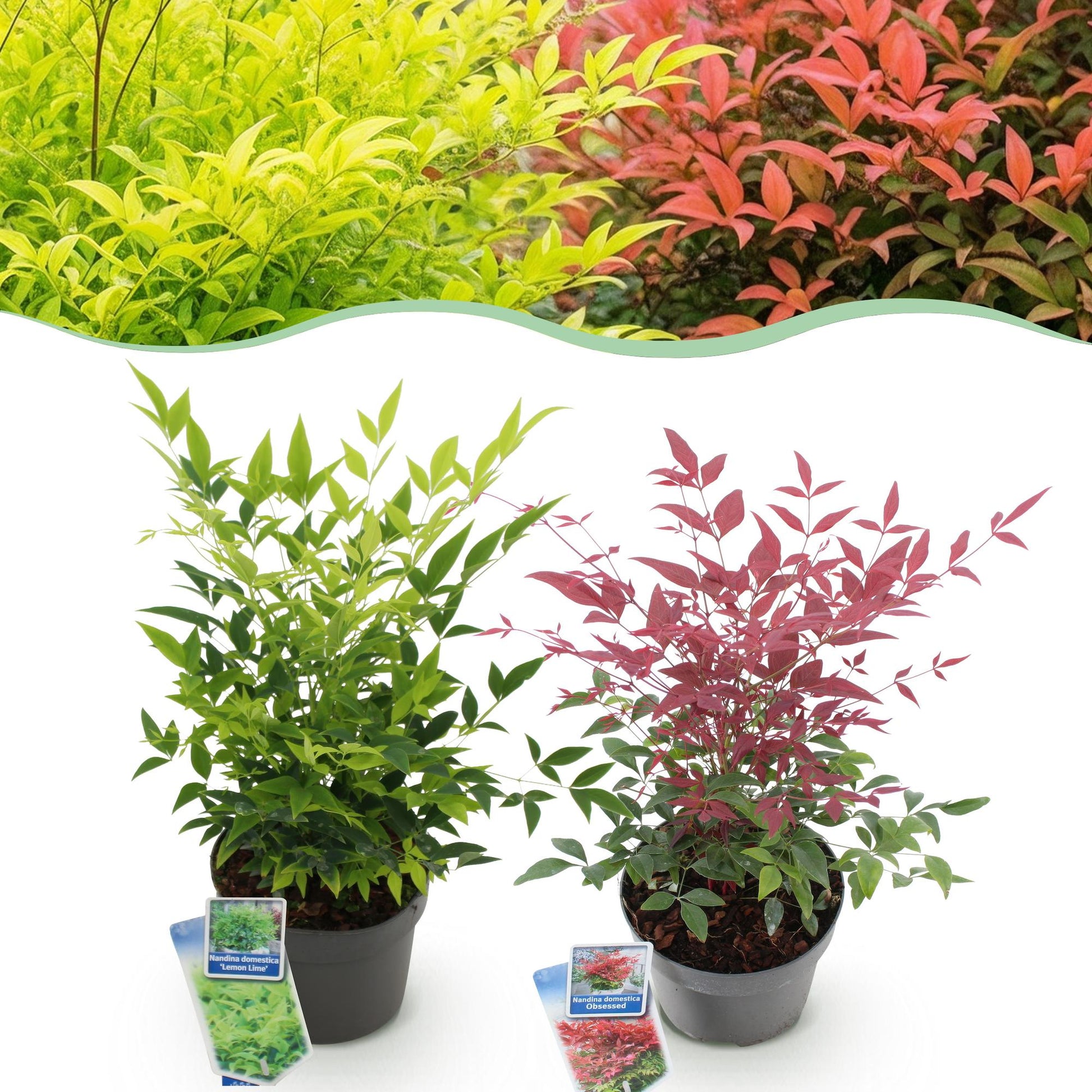 Tuinplant - Nandina Duo - 2 Planten - Weinig Onderhoud - Forestbloom