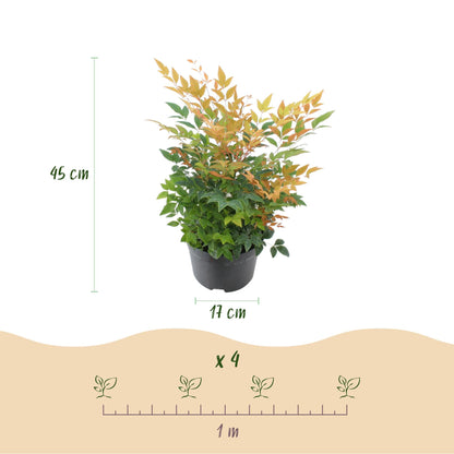 Tuinplant - Nandina Gulfstream - 2 Planten - Weinig Onderhoud - Forestbloom