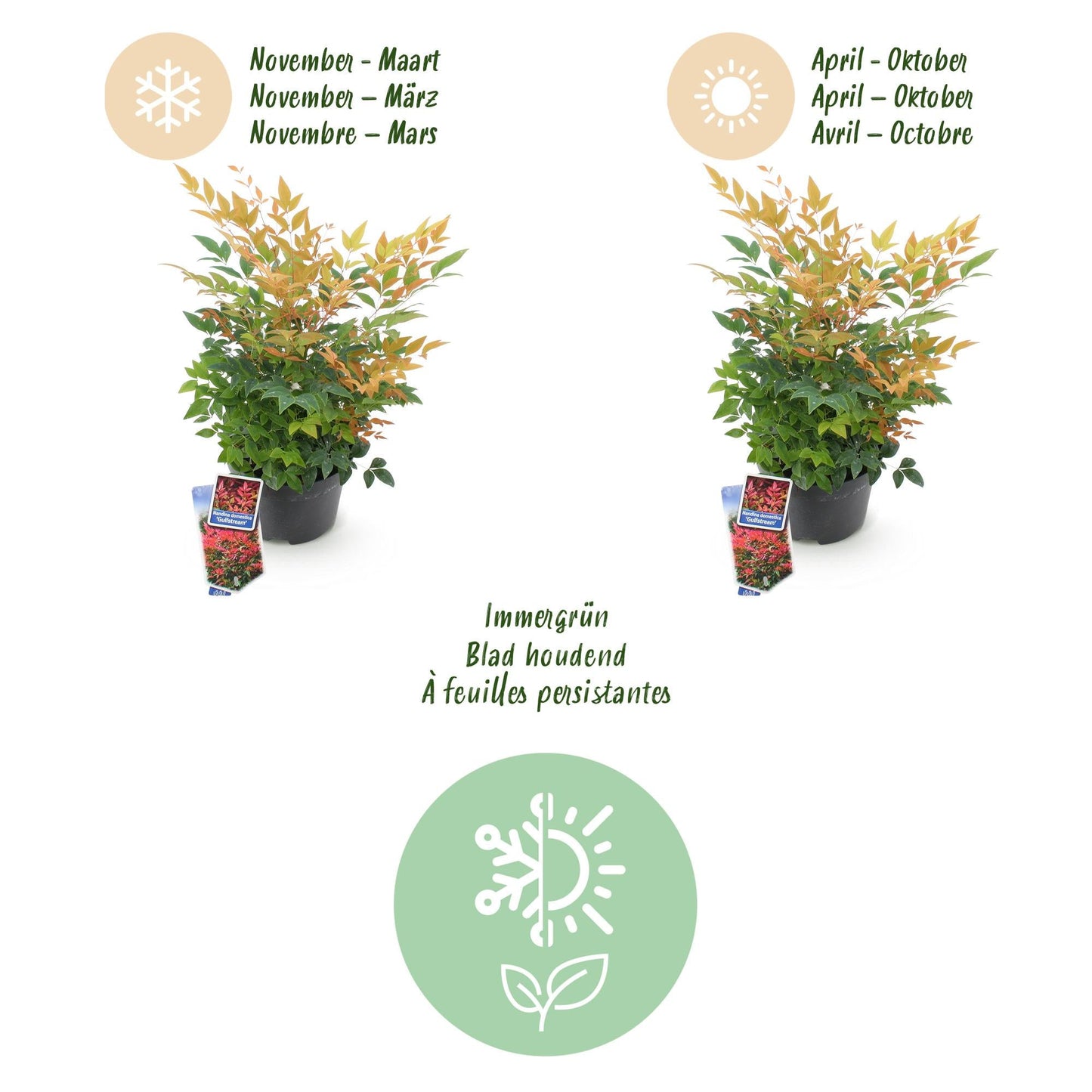 Tuinplant - Nandina Gulfstream - 2 Planten - Weinig Onderhoud - Forestbloom