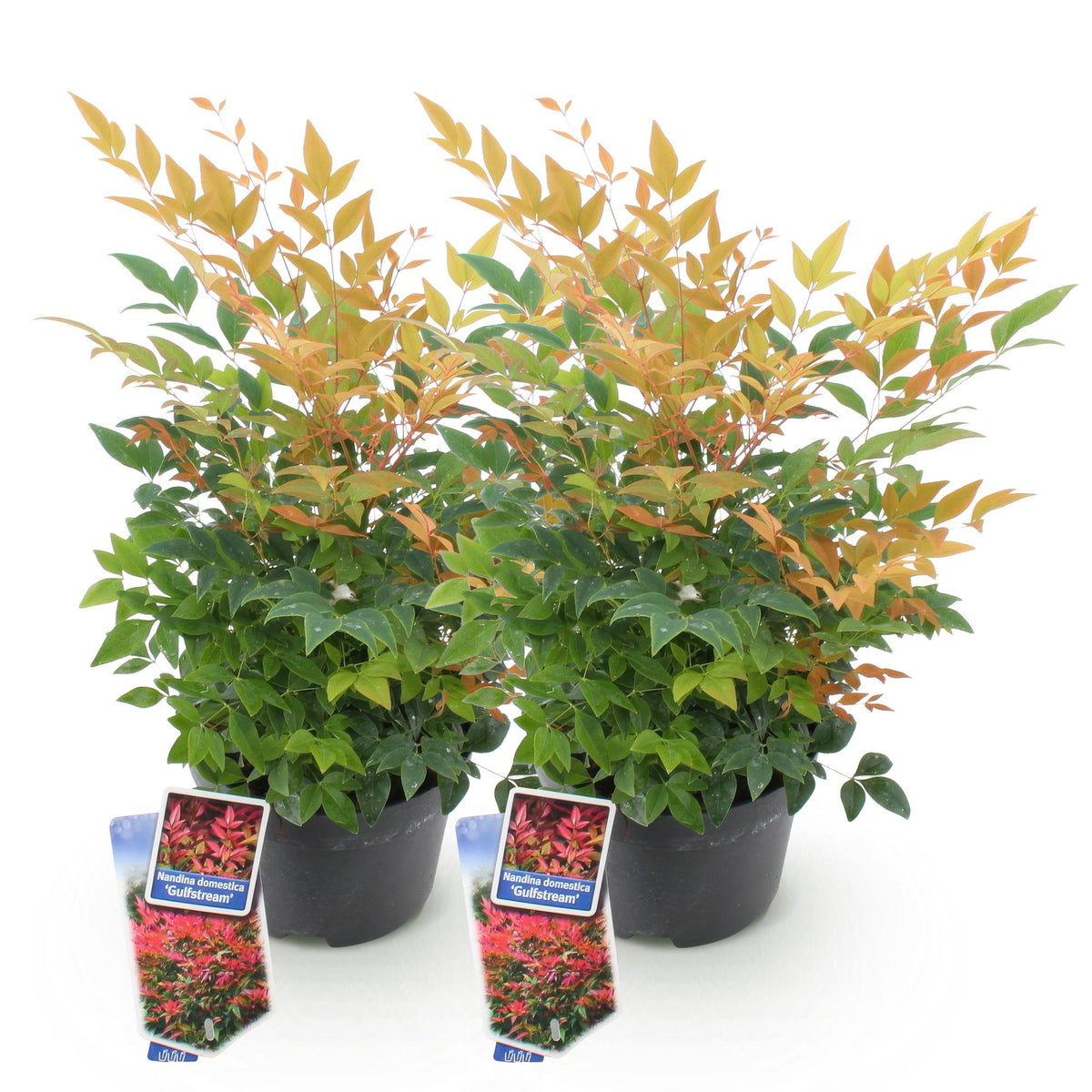 Tuinplant - Nandina Gulfstream - 2 Planten - Weinig Onderhoud - Forestbloom