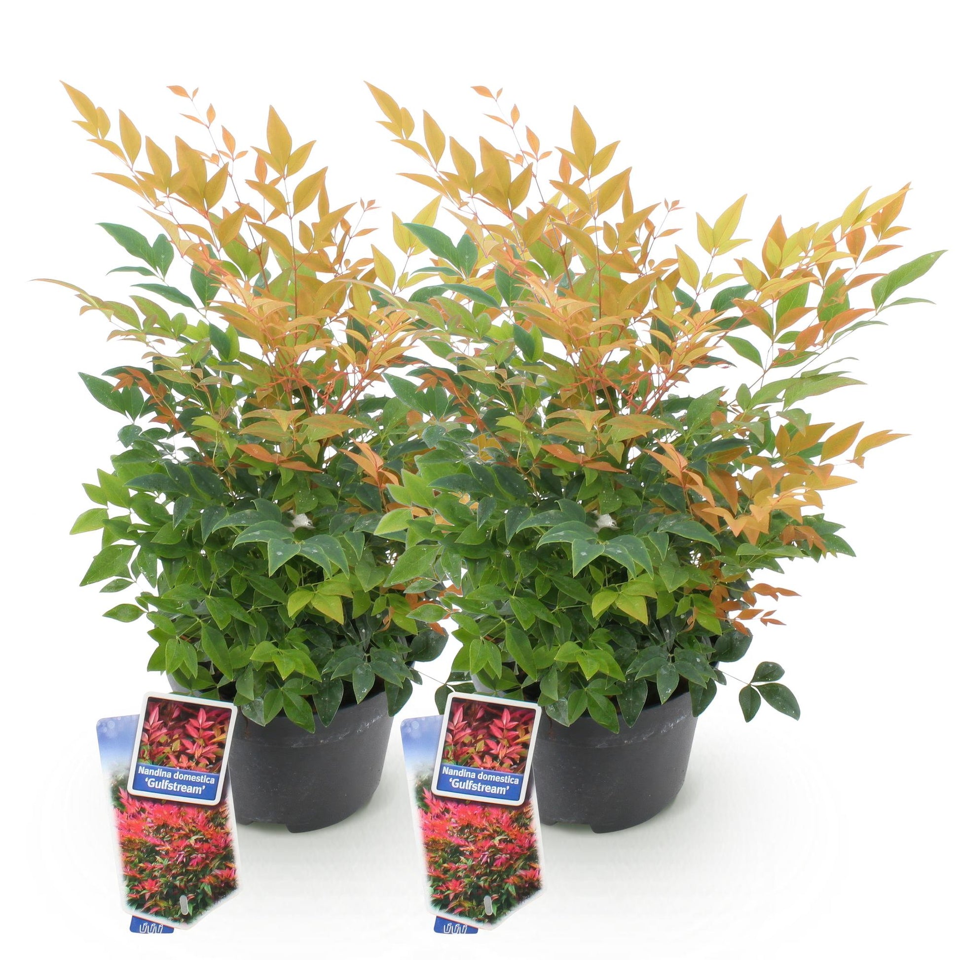 Tuinplant - Nandina Gulfstream - 2 Planten - Weinig Onderhoud - Forestbloom