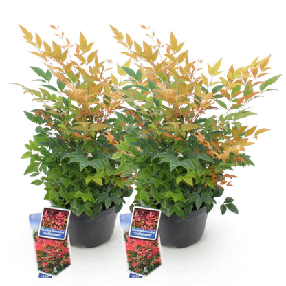 Tuinplant - Nandina Gulfstream - 2 Planten - Weinig Onderhoud - Forestbloom
