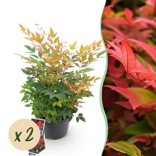 Tuinplant - Nandina Gulfstream - 2 Planten - Weinig Onderhoud - Forestbloom