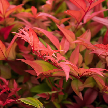 Tuinplant - Nandina Gulfstream - 2 Planten - Weinig Onderhoud - Forestbloom