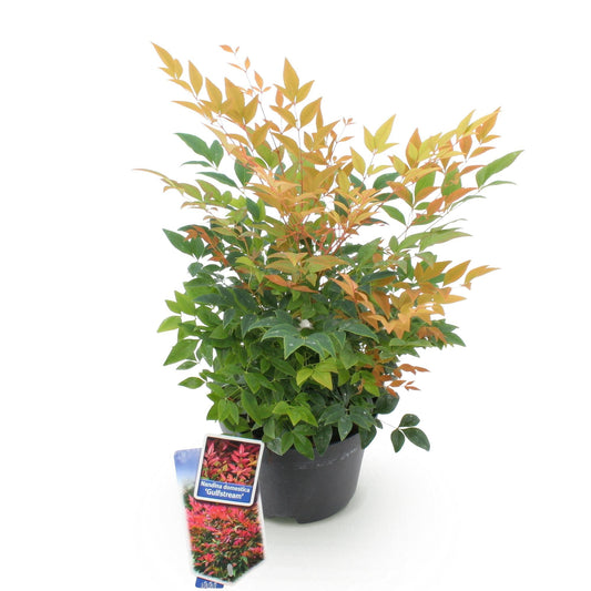 Tuinplant - Nandina Gulfstream - Weinig Onderhoud - Forestbloom