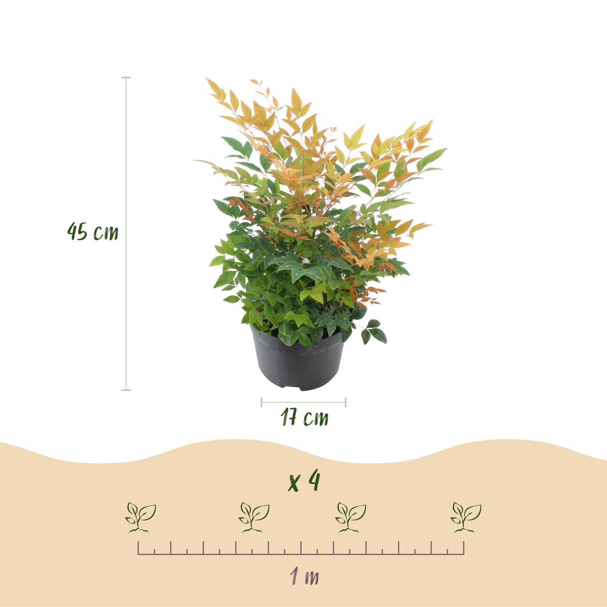 Tuinplant - Nandina Gulfstream - Weinig Onderhoud - Forestbloom