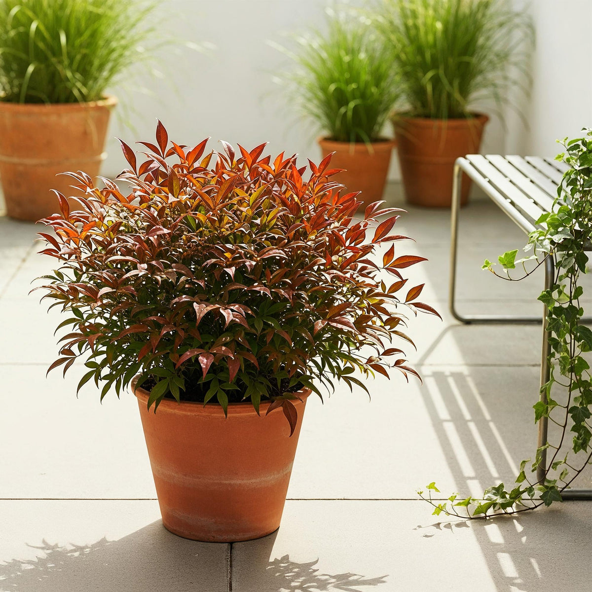 Tuinplant - Nandina Gulfstream - Weinig Onderhoud - Forestbloom
