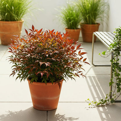 Tuinplant - Nandina Gulfstream - Weinig Onderhoud - Forestbloom
