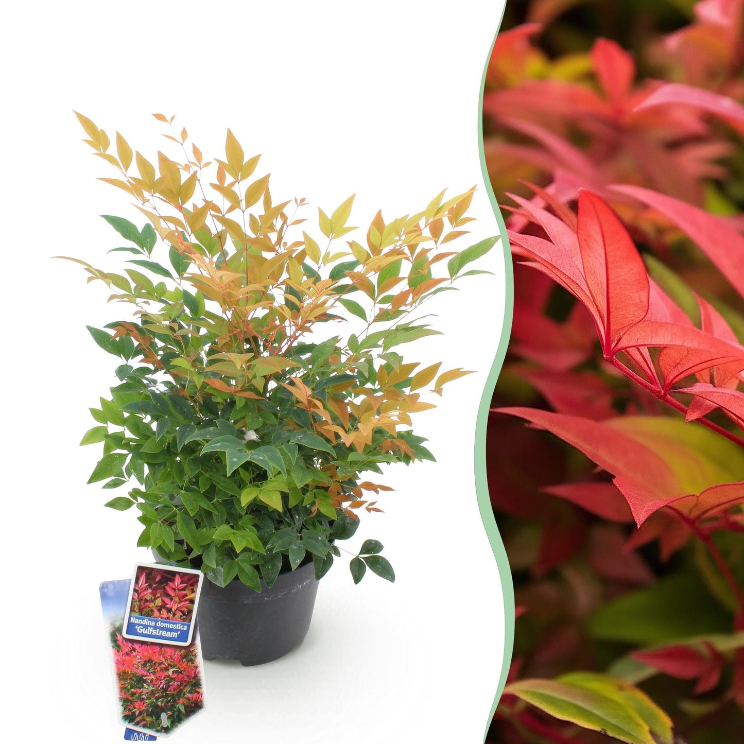 Tuinplant - Nandina Gulfstream - Weinig Onderhoud - Forestbloom
