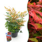 Tuinplant - Nandina Gulfstream - Weinig Onderhoud - Forestbloom