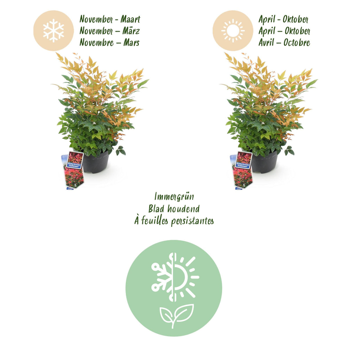 Tuinplant - Nandina Gulfstream - Weinig Onderhoud - Forestbloom