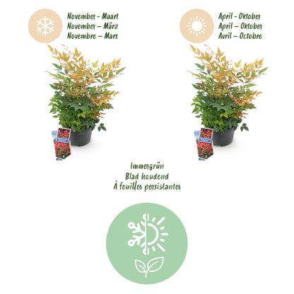 Tuinplant - Nandina Gulfstream - Weinig Onderhoud - Forestbloom