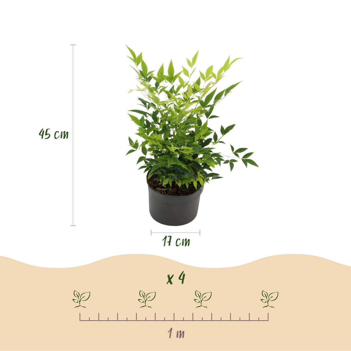 Tuinplant - Nandina Lemon & Lime - 2 Planten - Weinig Onderhoud - Forestbloom