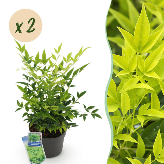 Tuinplant - Nandina Lemon & Lime - 2 Planten - Weinig Onderhoud - Forestbloom