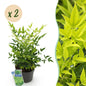 Tuinplant - Nandina Lemon & Lime - 2 Planten - Weinig Onderhoud - Forestbloom