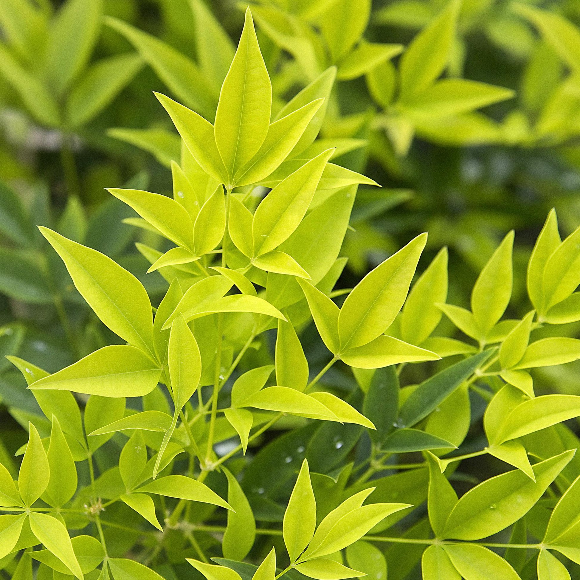 Tuinplant - Nandina Lemon & Lime - 2 Planten - Weinig Onderhoud - Forestbloom