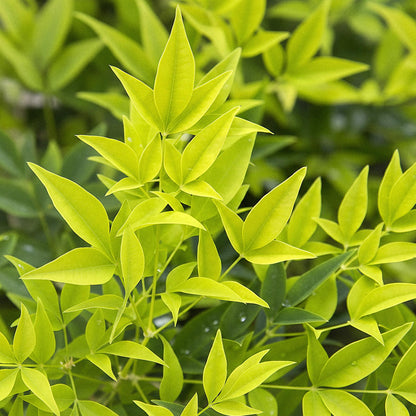 Tuinplant - Nandina Lemon & Lime - 2 Planten - Weinig Onderhoud - Forestbloom