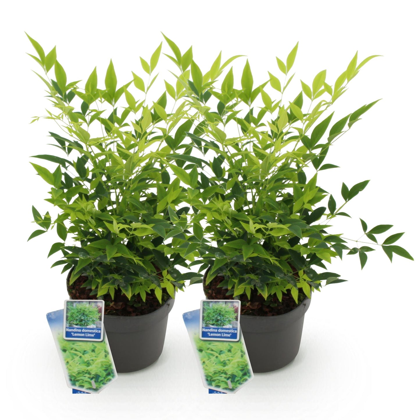 Tuinplant - Nandina Lemon & Lime - 2 Planten - Weinig Onderhoud - Forestbloom