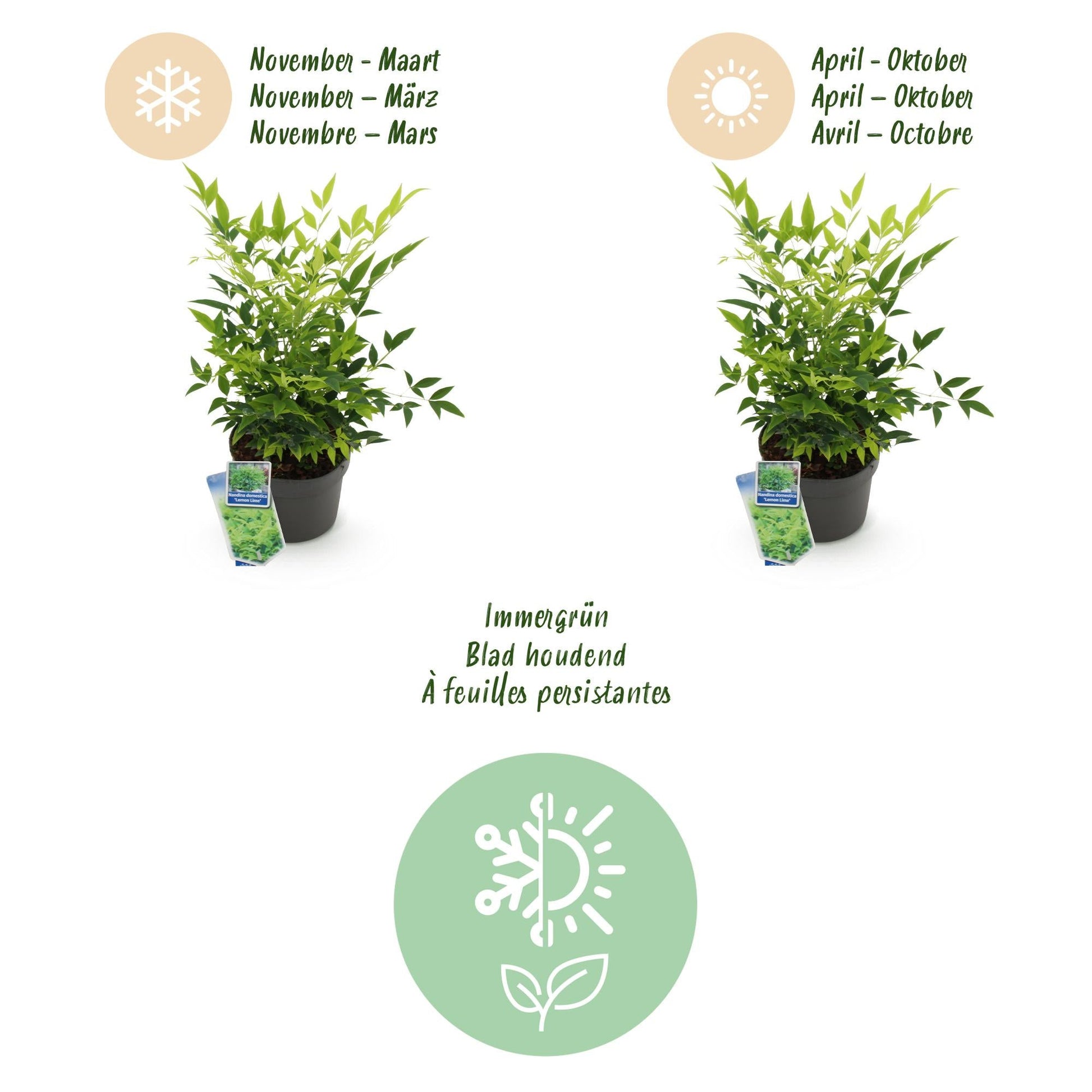 Tuinplant - Nandina Lemon & Lime - Weinig Onderhoud - Forestbloom