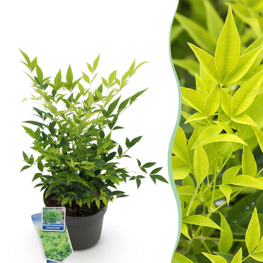 Tuinplant - Nandina Lemon & Lime - Weinig Onderhoud - Forestbloom