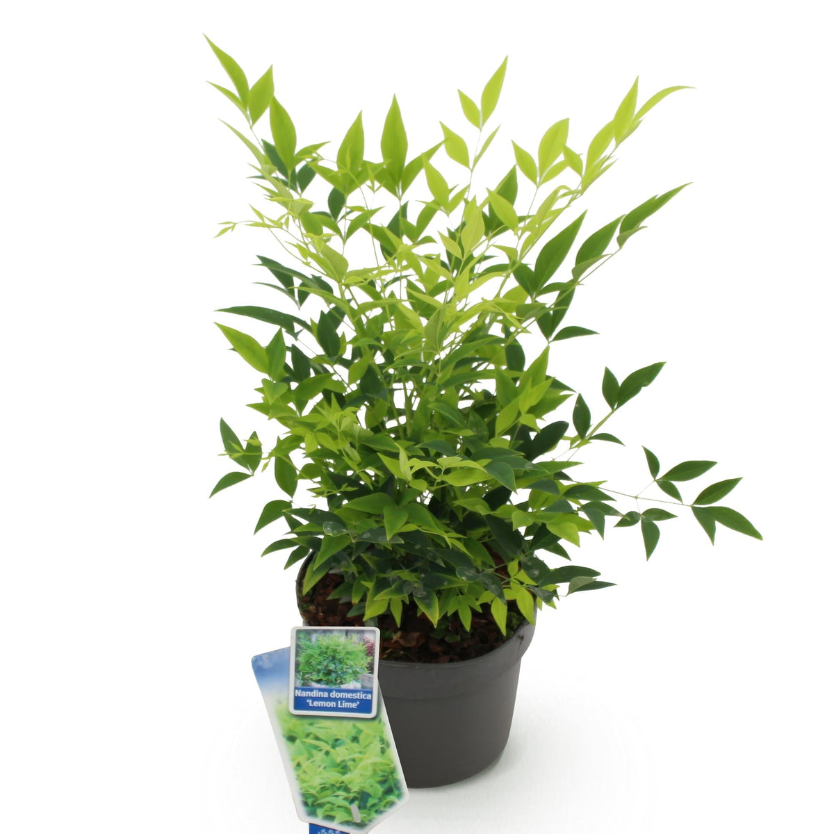 Tuinplant - Nandina Lemon & Lime - Weinig Onderhoud - Forestbloom
