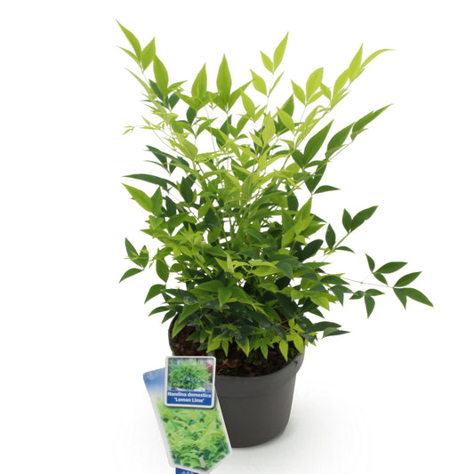 Tuinplant - Nandina Lemon & Lime - Weinig Onderhoud - Forestbloom