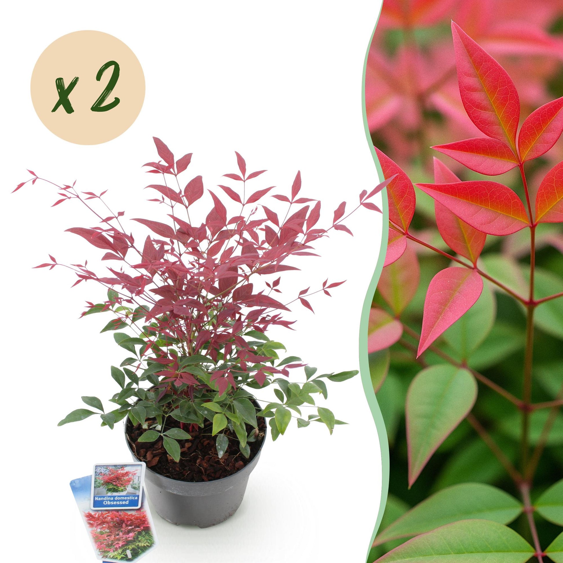 Tuinplant - Nandina Obsessed - 2 Planten - Weinig Onderhoud - Forestbloom
