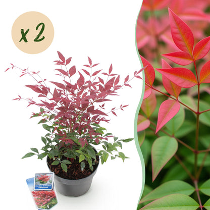 Tuinplant - Nandina Obsessed - 2 Planten - Weinig Onderhoud - Forestbloom