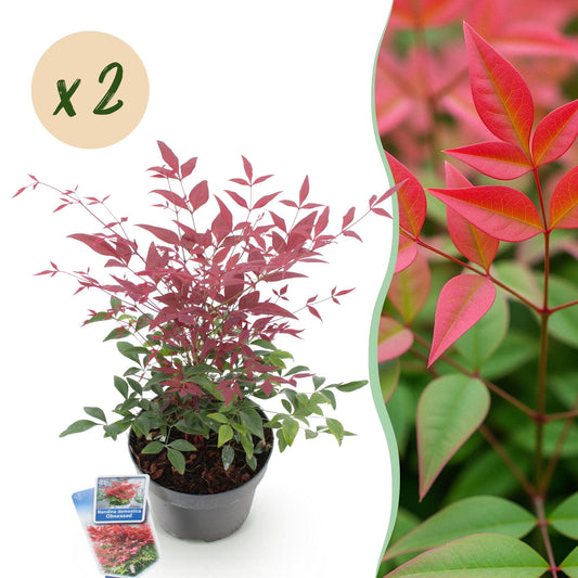 Tuinplant - Nandina Obsessed - 2 Planten - Weinig Onderhoud - Forestbloom