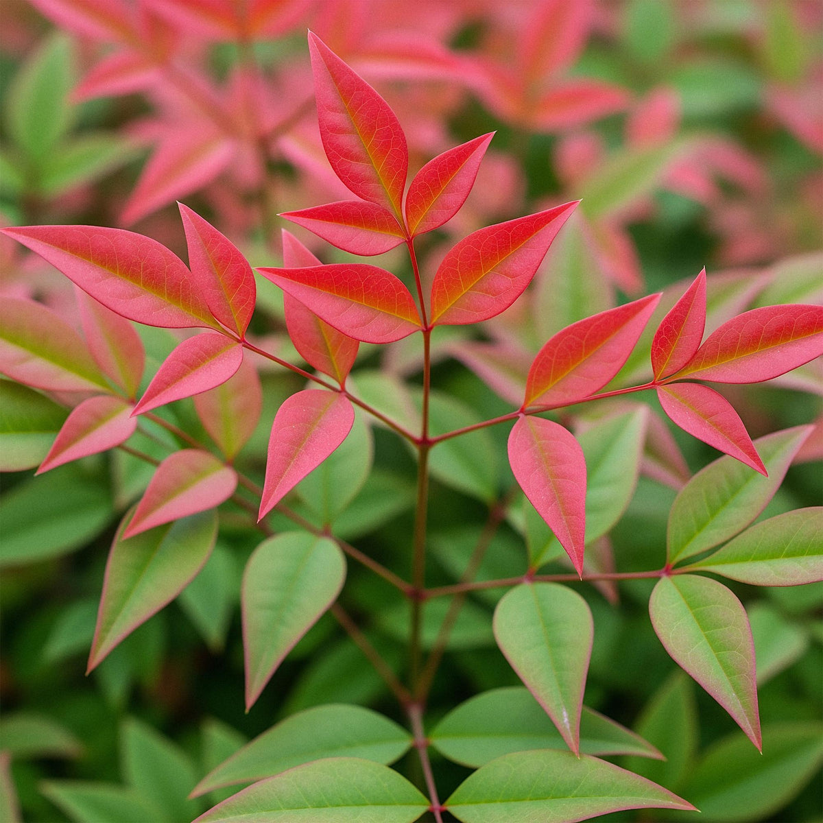 Tuinplant - Nandina Obsessed - 2 Planten - Weinig Onderhoud - Forestbloom