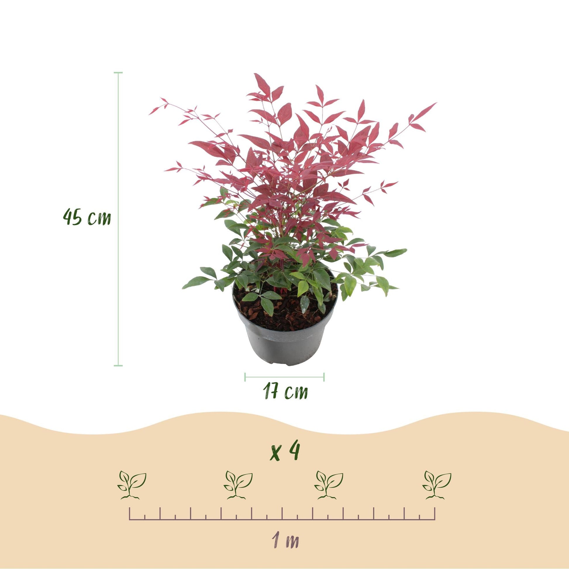 Tuinplant - Nandina Obsessed - 2 Planten - Weinig Onderhoud - Forestbloom