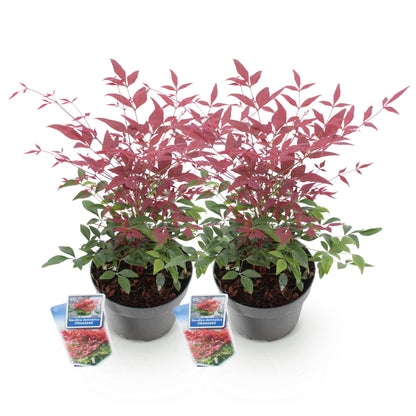 Tuinplant - Nandina Obsessed - 2 Planten - Weinig Onderhoud - Forestbloom