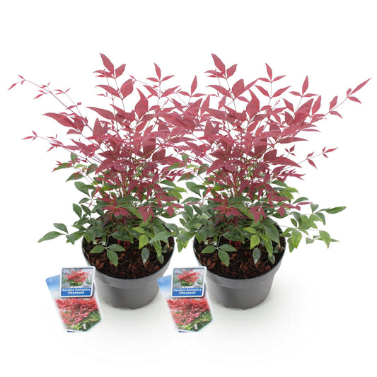 Tuinplant - Nandina Obsessed - 2 Planten - Weinig Onderhoud - Forestbloom