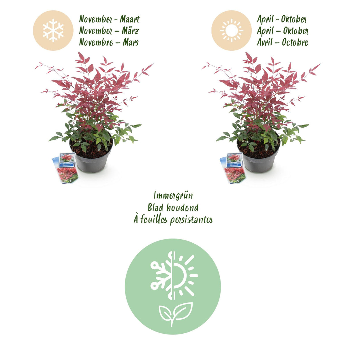 Tuinplant - Nandina Obsessed - 2 Planten - Weinig Onderhoud - Forestbloom