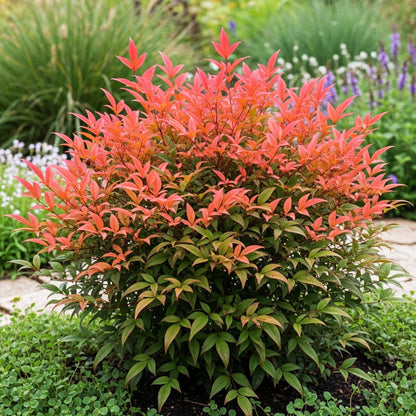 Tuinplant - Nandina Obsessed - 2 Planten - Weinig Onderhoud - Forestbloom