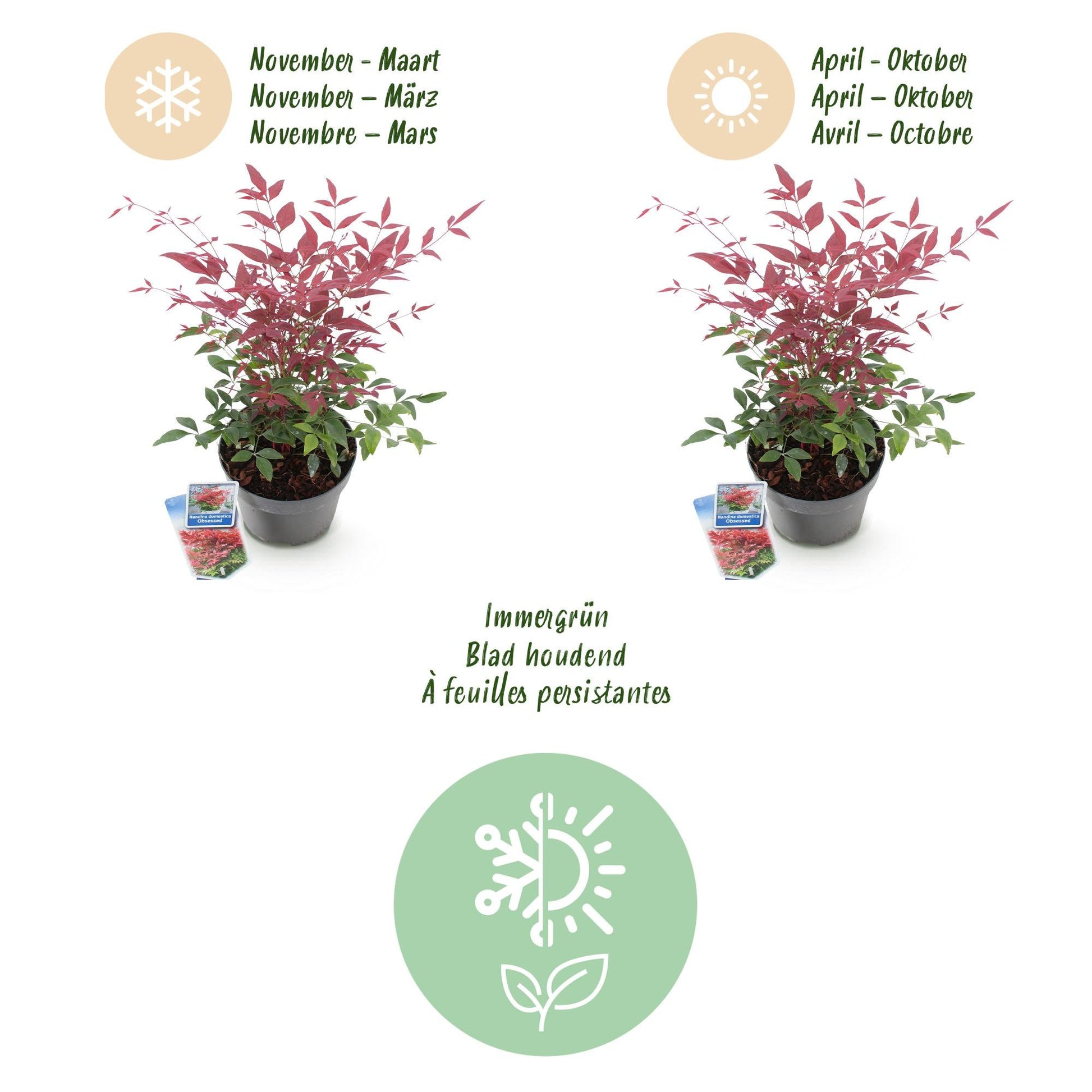 Tuinplant - Nandina Obsessed - Weinig Onderhoud - Forestbloom