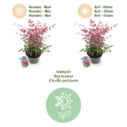 Tuinplant - Nandina Obsessed - Weinig Onderhoud - Forestbloom