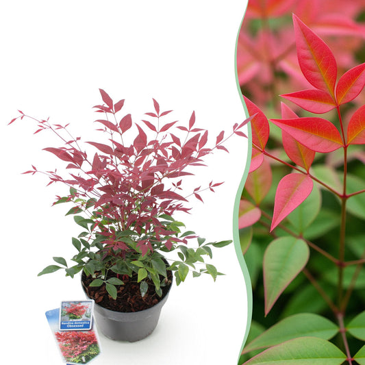 Tuinplant - Nandina Obsessed - Weinig Onderhoud - Forestbloom