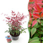 Tuinplant - Nandina Obsessed - Weinig Onderhoud - Forestbloom