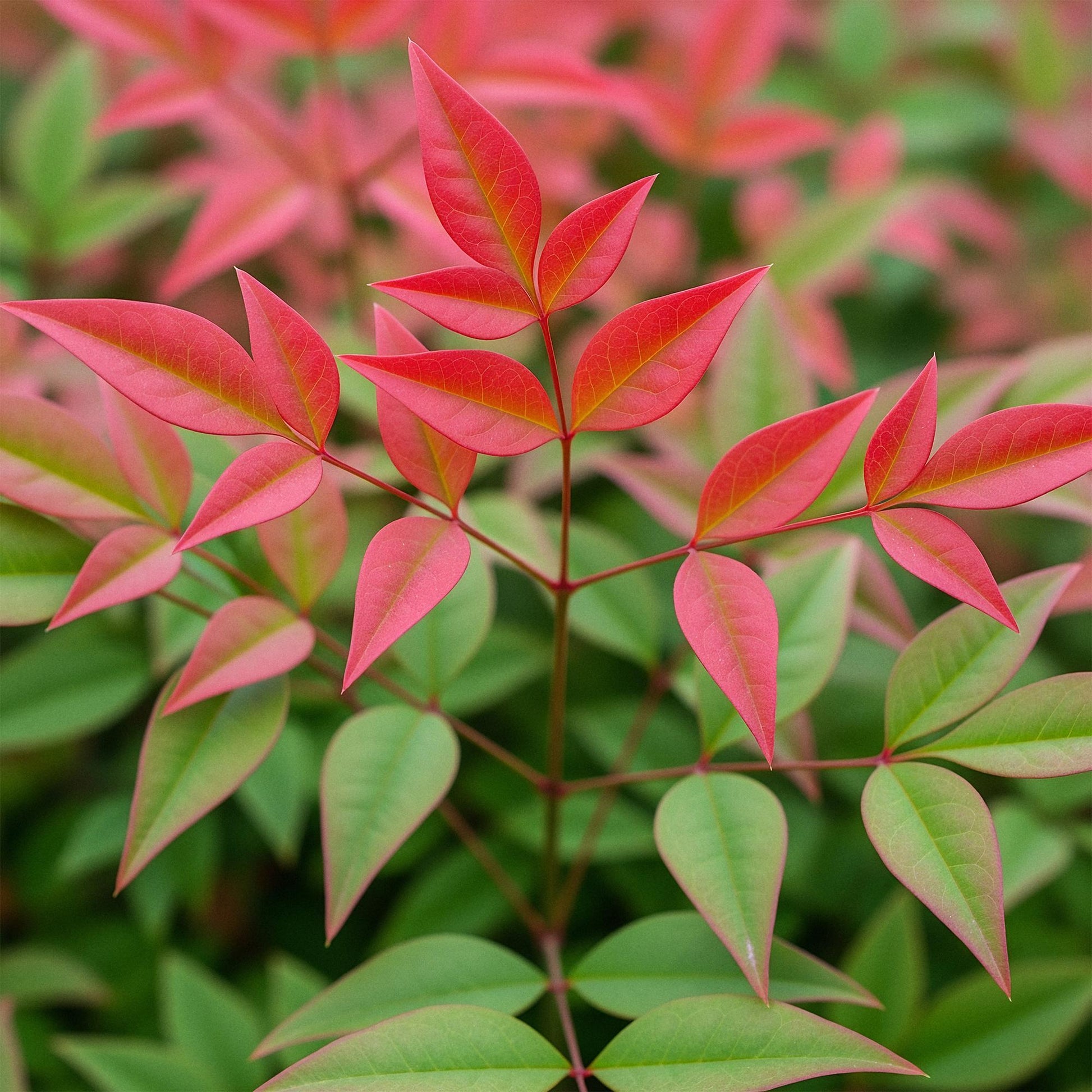 Tuinplant - Nandina Obsessed - Weinig Onderhoud - Forestbloom