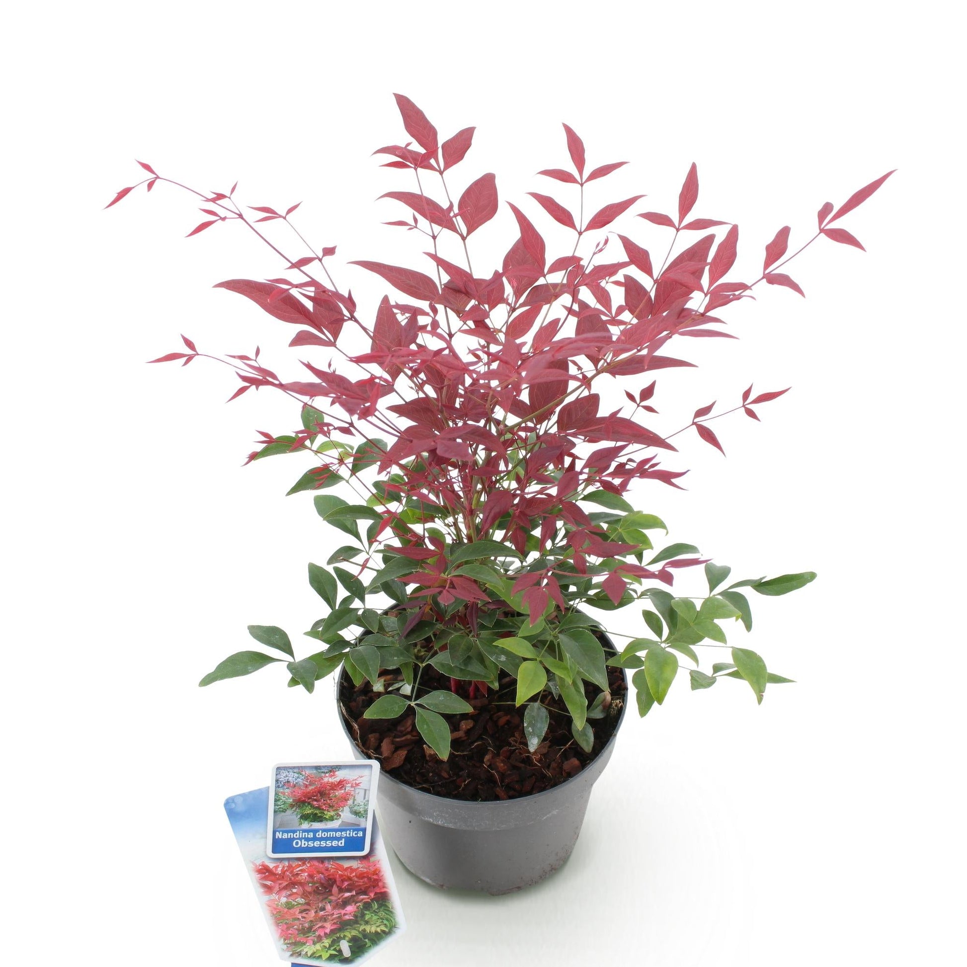 Tuinplant - Nandina Obsessed - Weinig Onderhoud - Forestbloom