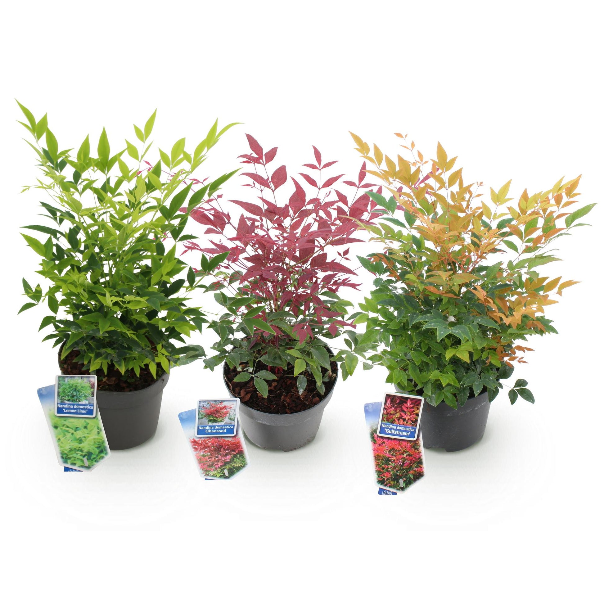 Tuinplant - Nandina Tricolour - 3 Planten - Weinig Onderhoud - Forestbloom