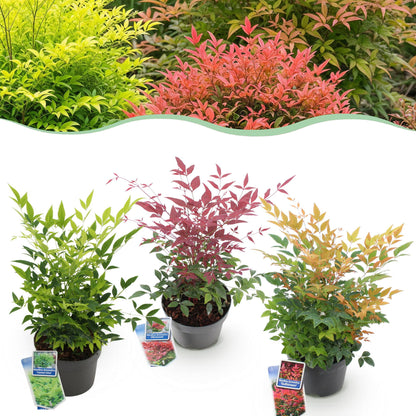 Tuinplant - Nandina Tricolour - 3 Planten - Weinig Onderhoud - Forestbloom