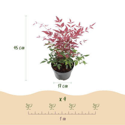 Tuinplant - Nandina Tricolour - 3 Planten - Weinig Onderhoud - Forestbloom