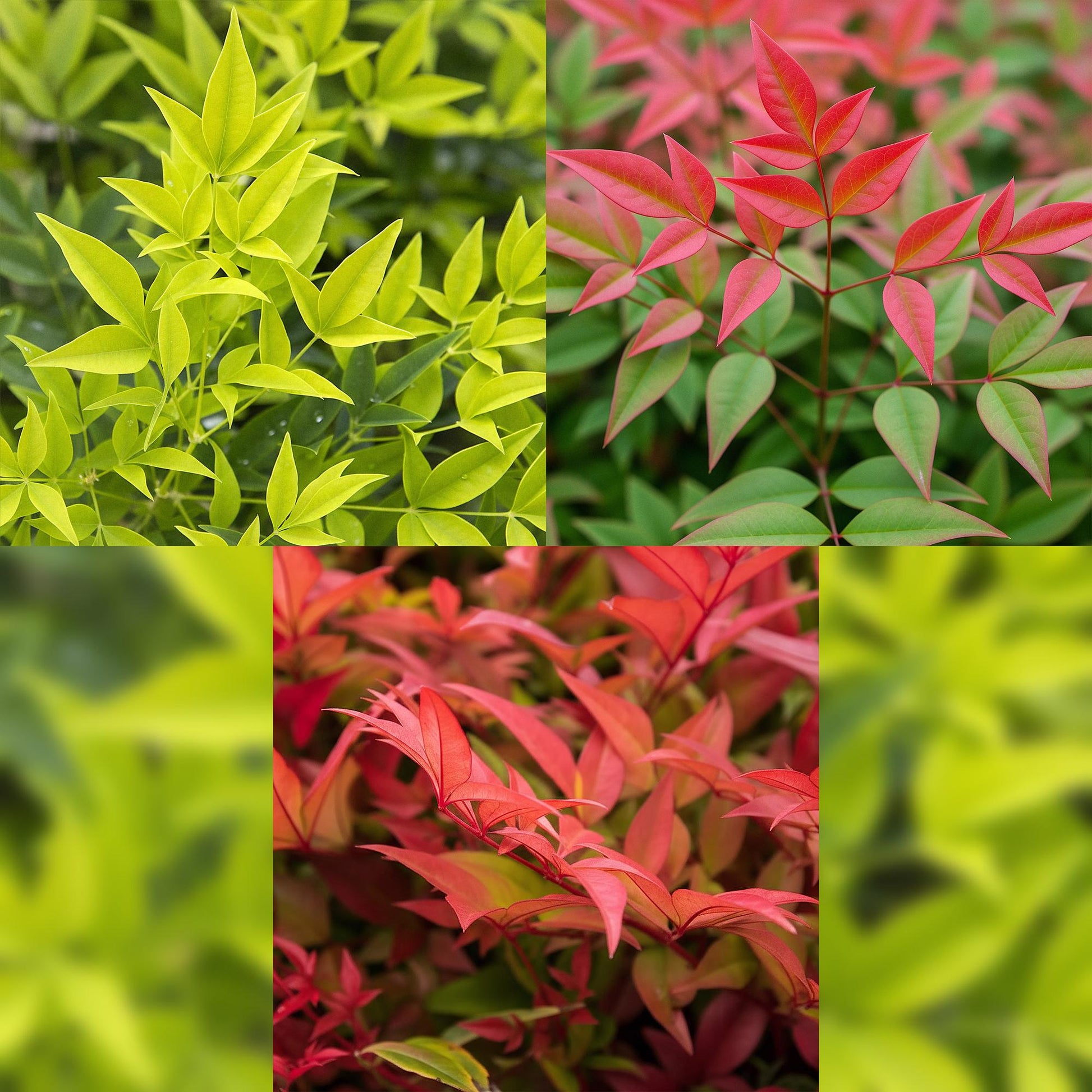 Tuinplant - Nandina Tricolour - 3 Planten - Weinig Onderhoud - Forestbloom