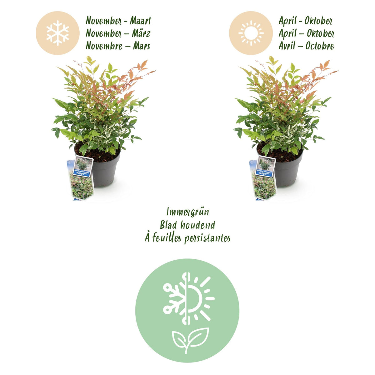 Tuinplant - Nandina Twilight - 2 Planten - Weinig Onderhoud - Forestbloom