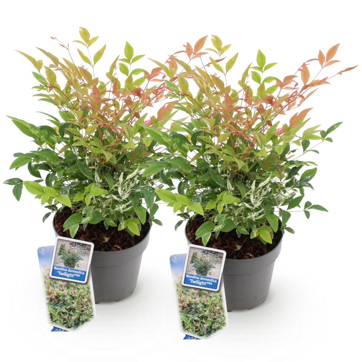 Tuinplant - Nandina Twilight - 2 Planten - Weinig Onderhoud - Forestbloom