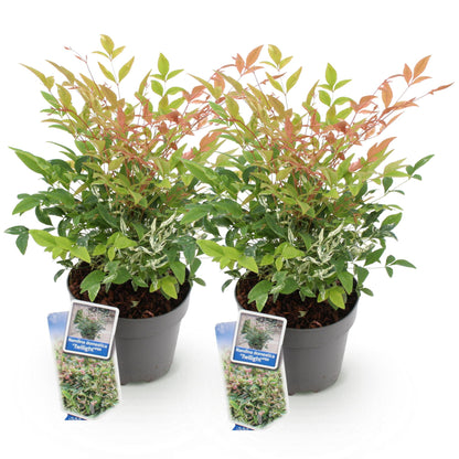 Tuinplant - Nandina Twilight - 2 Planten - Weinig Onderhoud - Forestbloom